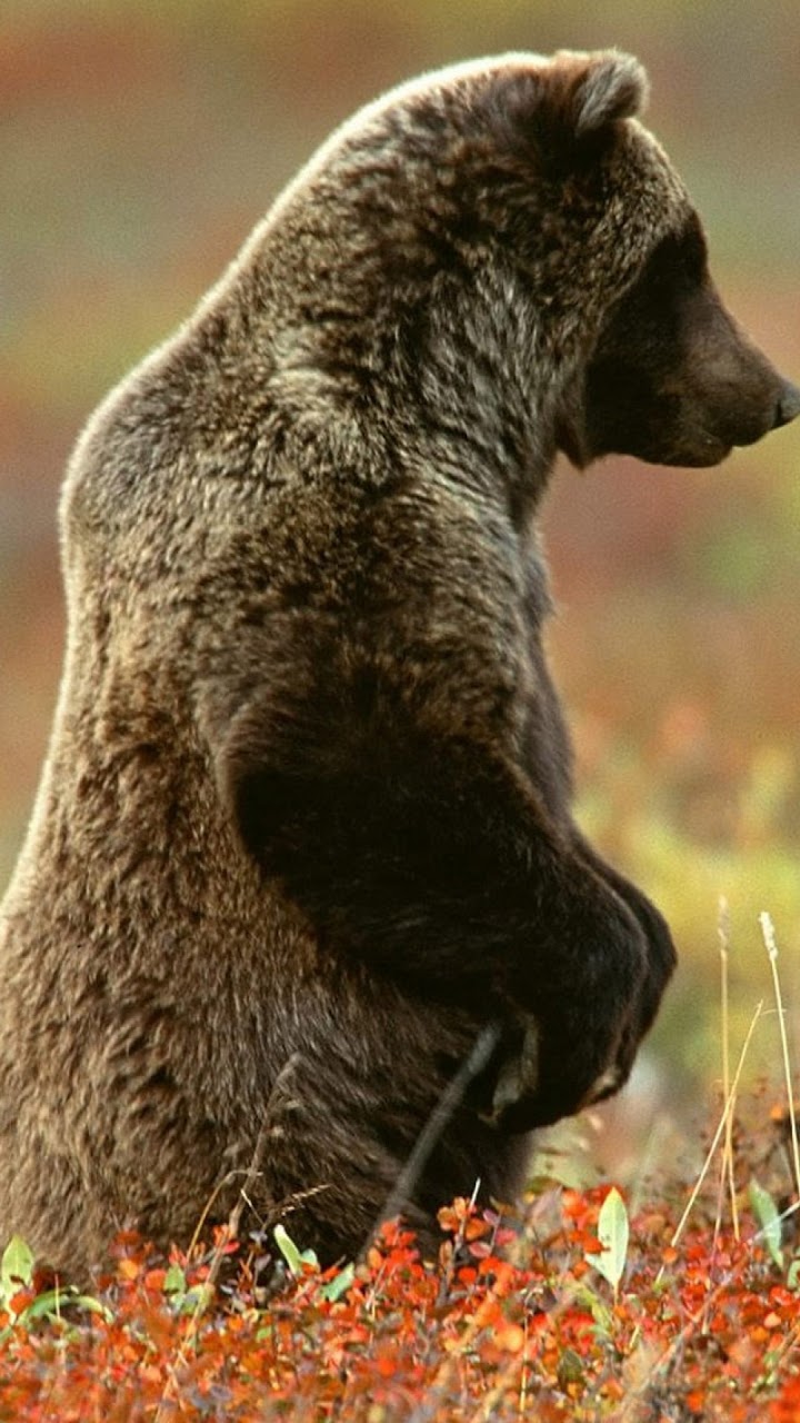 Android Best Wallpapers: Grizzly Android Best Wallpaper