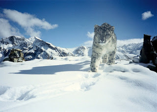 karda koşan bir kar leoparı Hemis Ulusal Parkı, Hindistan