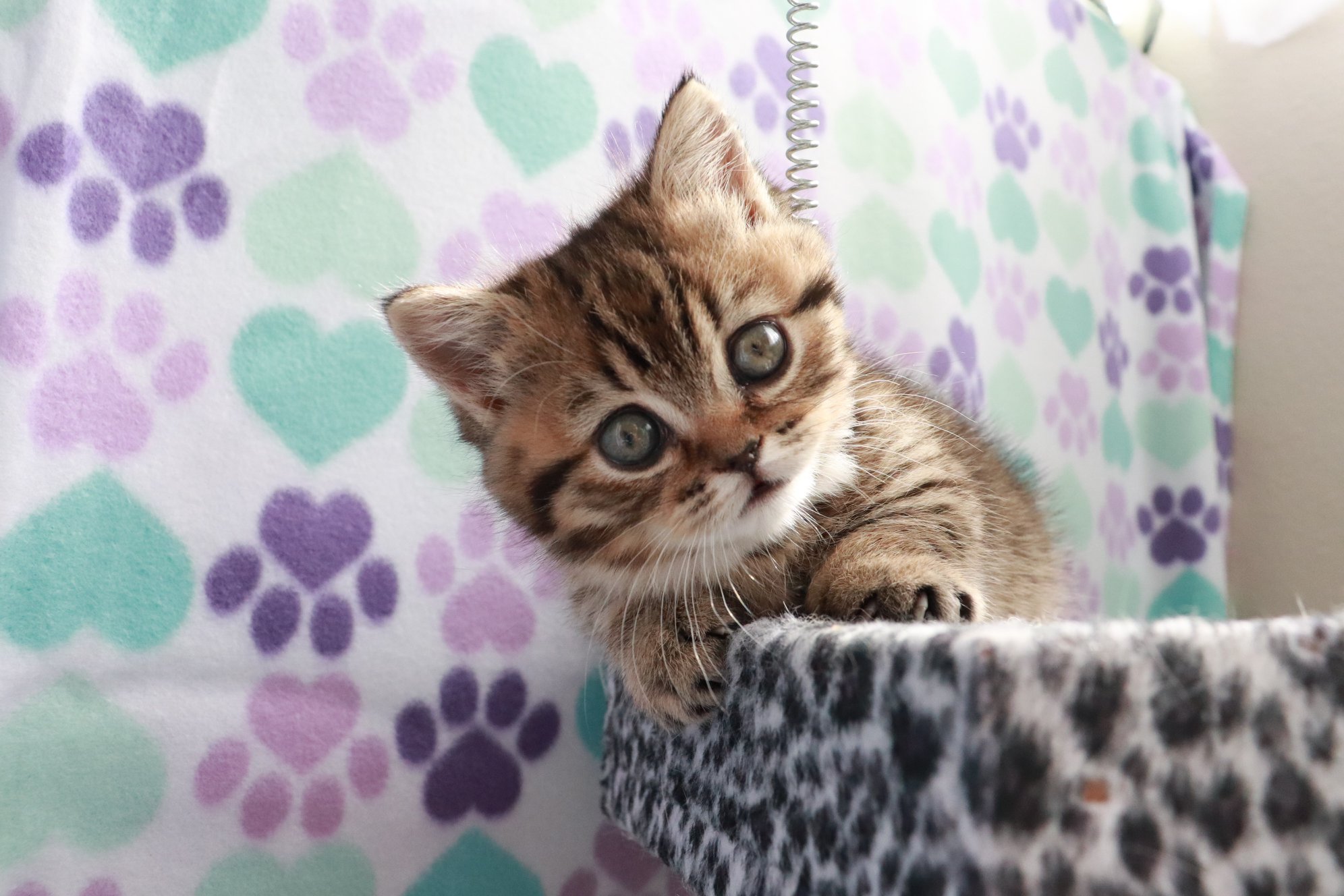 Munchkin Kittens for sale