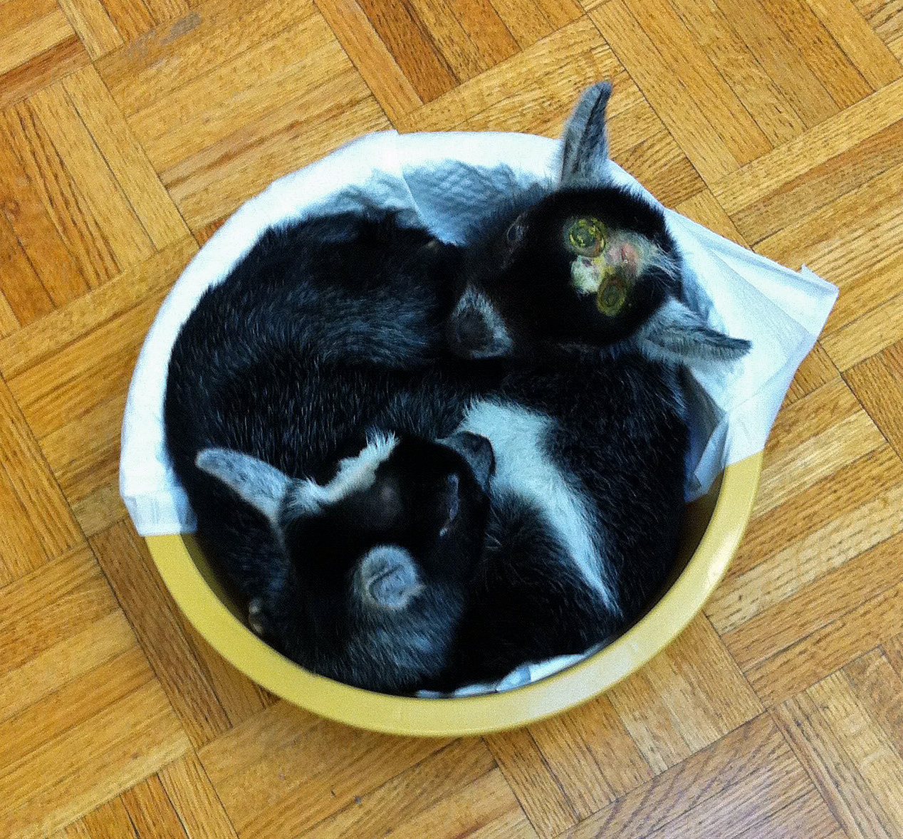 Babies in a Bucket