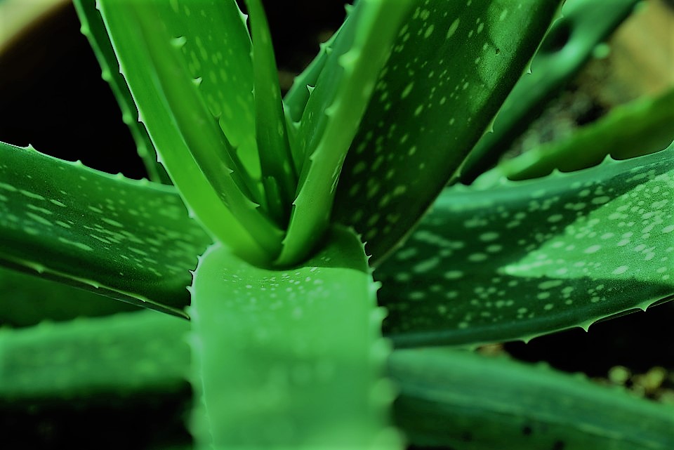 Amazing 5 benefits of aloe vera in Hindi !! एलोवेरा के अद्भुत 5 फायदे