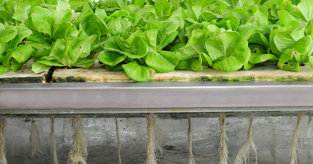 How to Grow Plants Without Soil Plantgrowpick Pty Ltd Australia