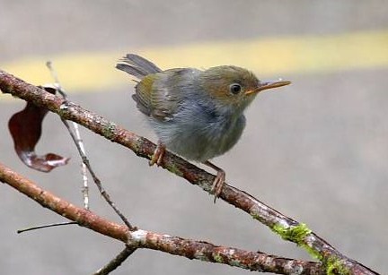 Ciri Khusus Prenjak Kepala Merah Jantan Muda Tips Burung Terbaru