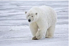 WWL Project Polar Bears