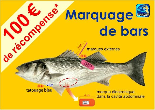 Musée Imaginaire de la Sardine: Les sardines qui n'en sont pas