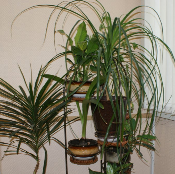 natural-air-purifier