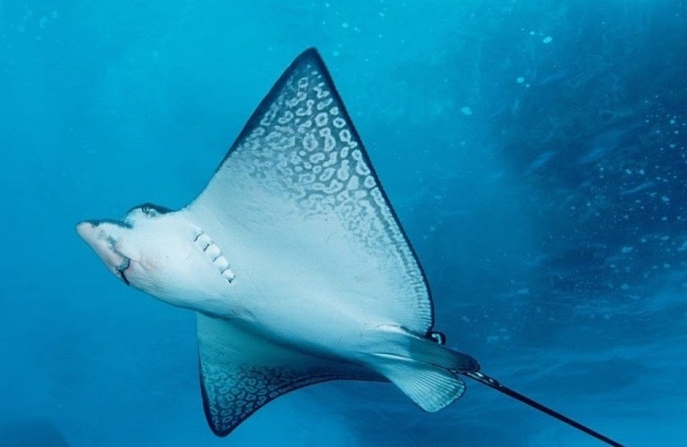 Apakah Ikan Pari Boleh Dimakan Ini Penjelasannya Binatangmu