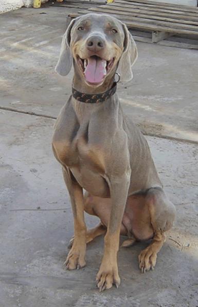 weimaraner colors silver
