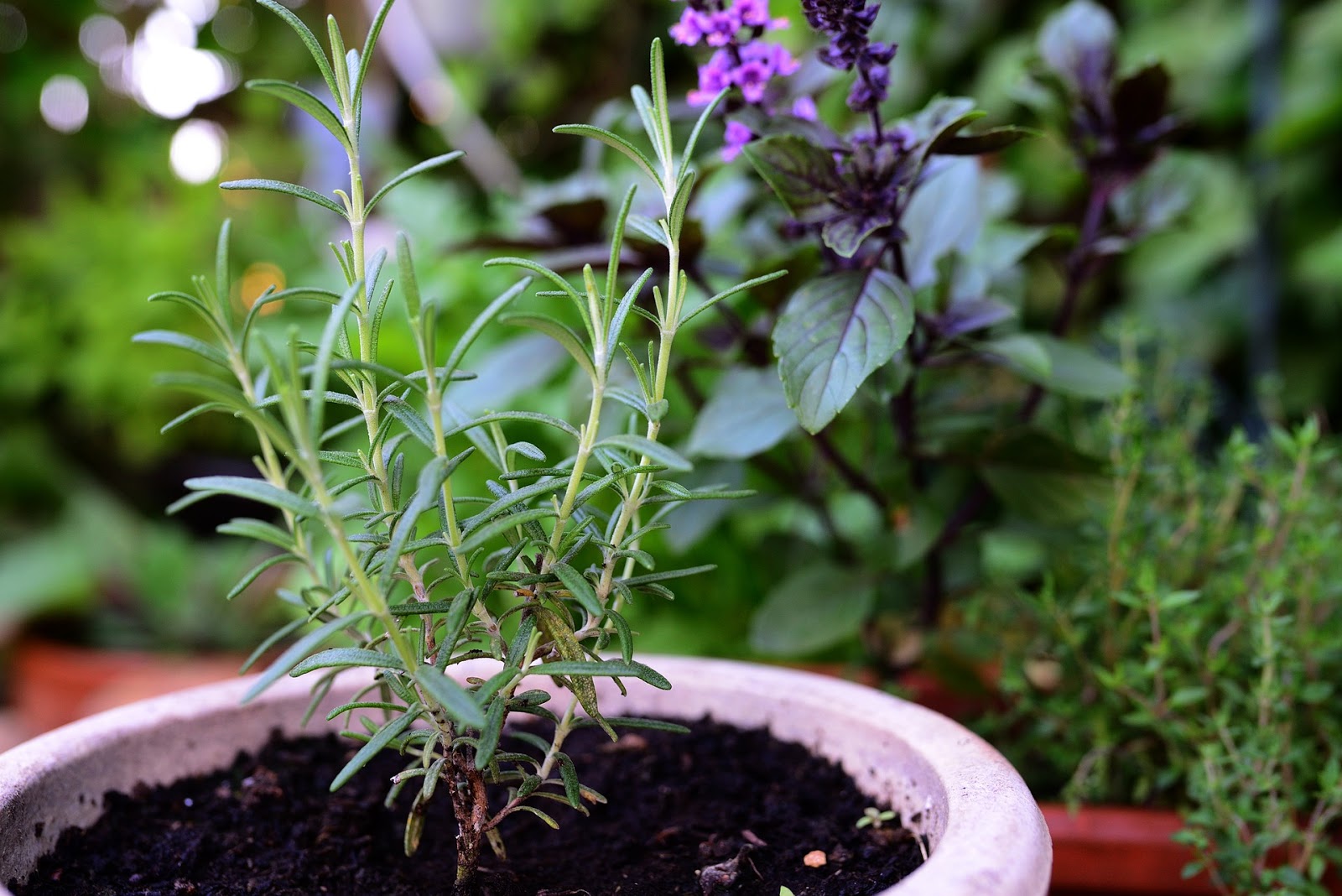 How to grow rosemary from cutting Home Gardening
