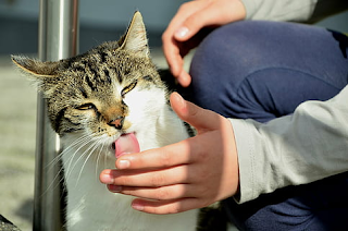 Cara Kucing Mengungkap Rasa Sayang untuk Manusia