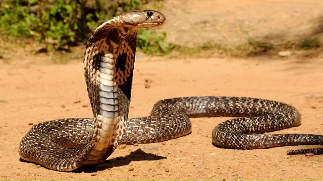 Top 10 Deadliest Snakes in the World, The Indian Cobra