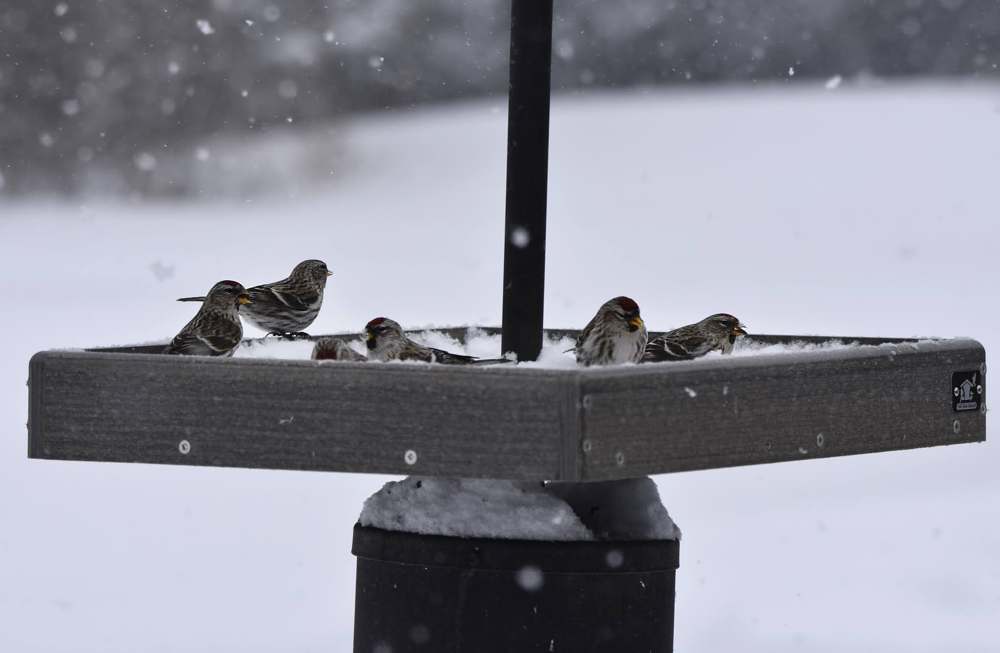 How Do Birds Find Feeders? Nature Notes Blog