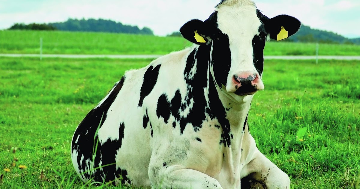 CuriositaTICs: Qué verde era mi vaca… ¿O era mi valle?