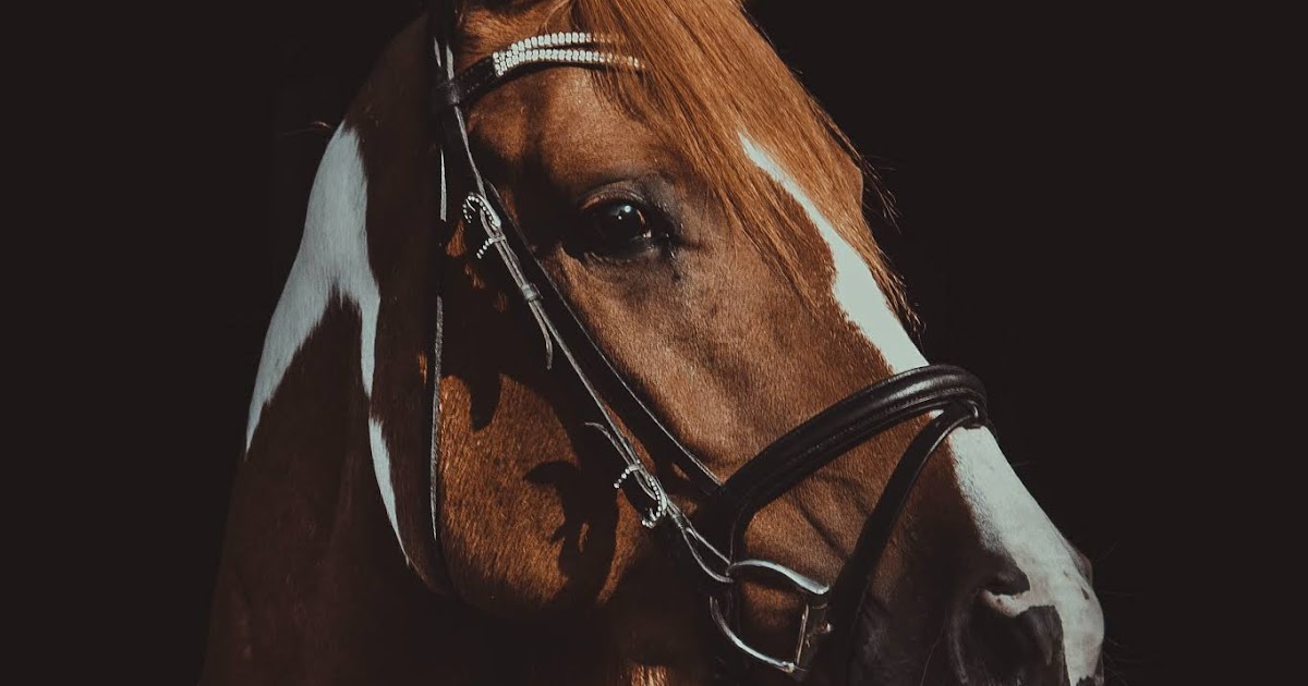 Thunderbrook Equestrian Common Horse Health Problems