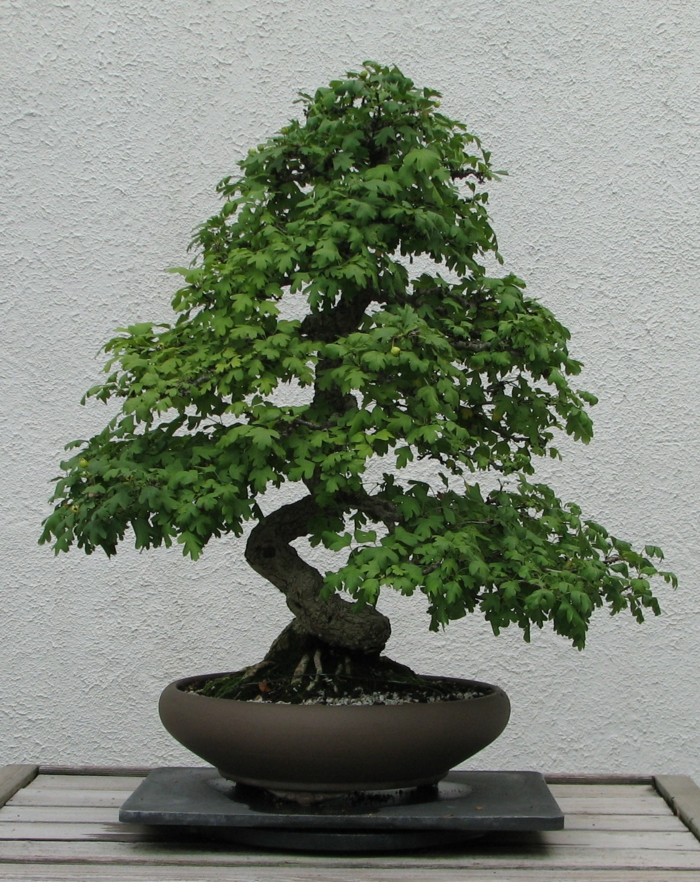 Fascinating Bonsai deco ideas Diy Fun World