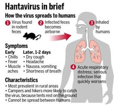 What is Hantavirus disease?)In Hindi