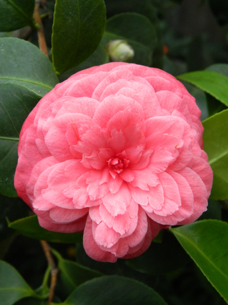 Pink camellia japonica Allan Gardens Conservatory Spring Flower Show 2013 by garden muses: a Toronto gardening blog