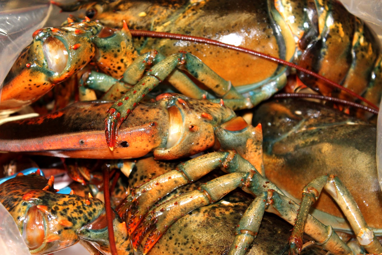 How to Cooke Live Lobster