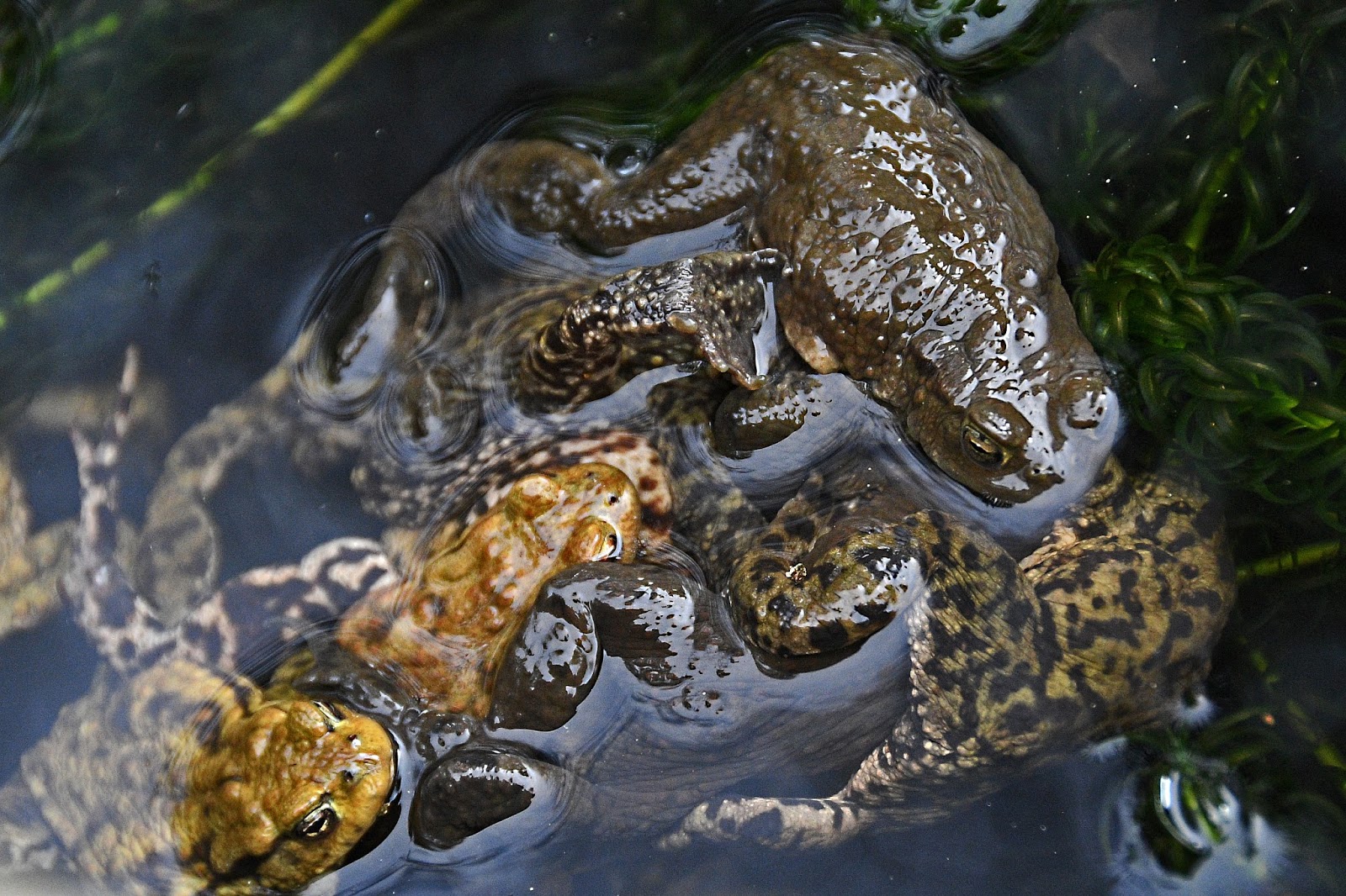 Alan James Photography : Mating Toads