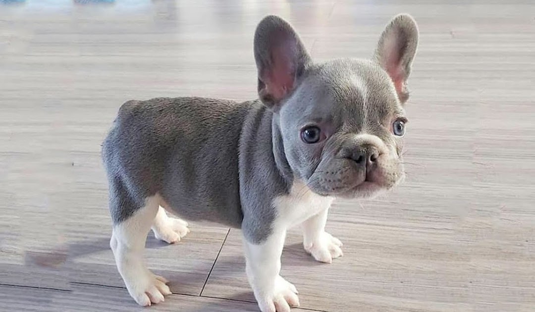 Healthy AKC French Bulldog Puppies For Sale.