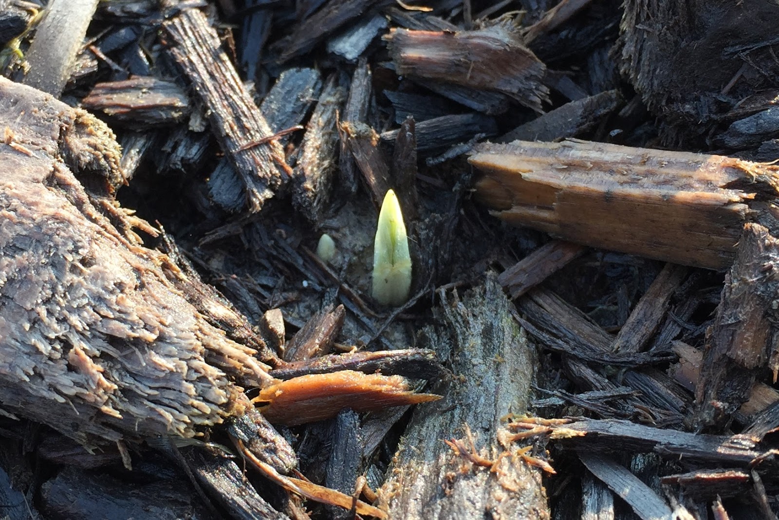 Winter Aconite Blooming in Ohio [Backyard Neophyte Landscaping Blog]