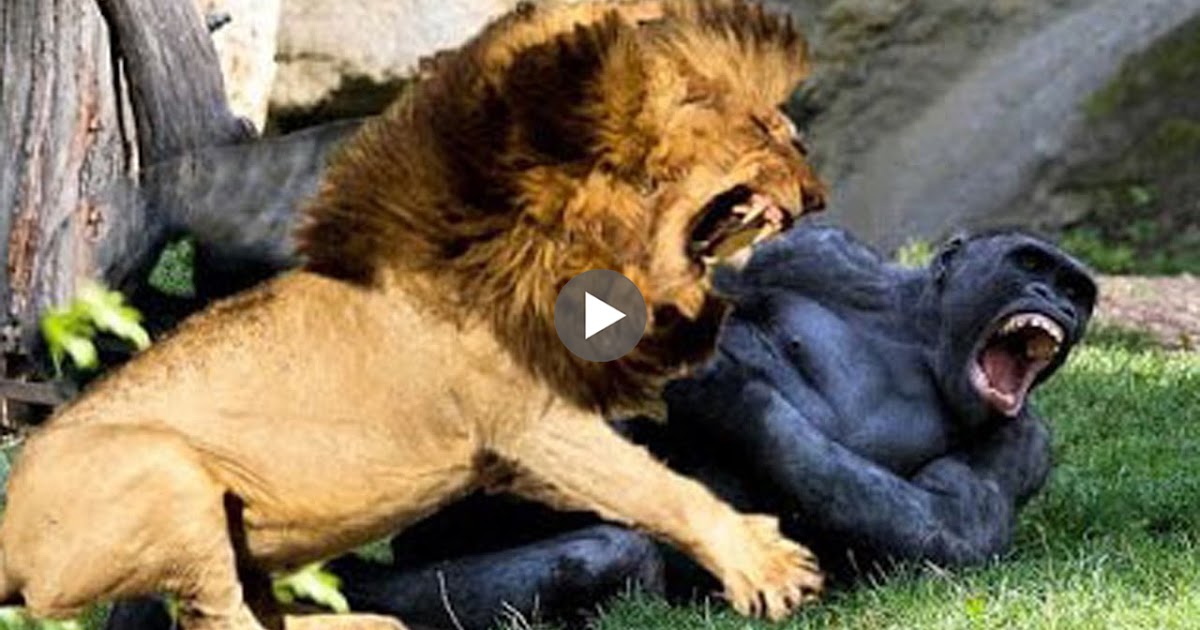 Lion VS Gorilla - Real Fight - AMAZING ANIMAL