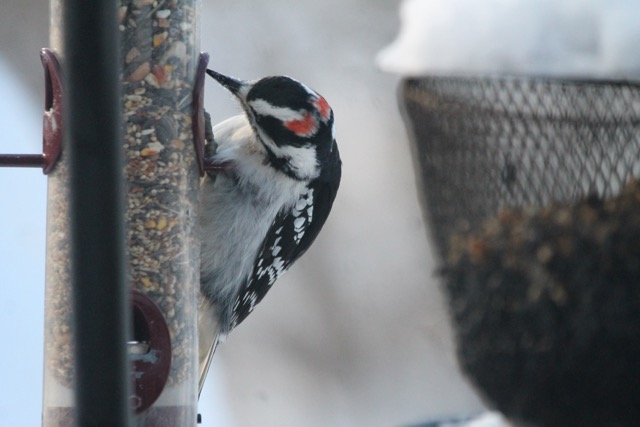 Birds of the Cottage Country