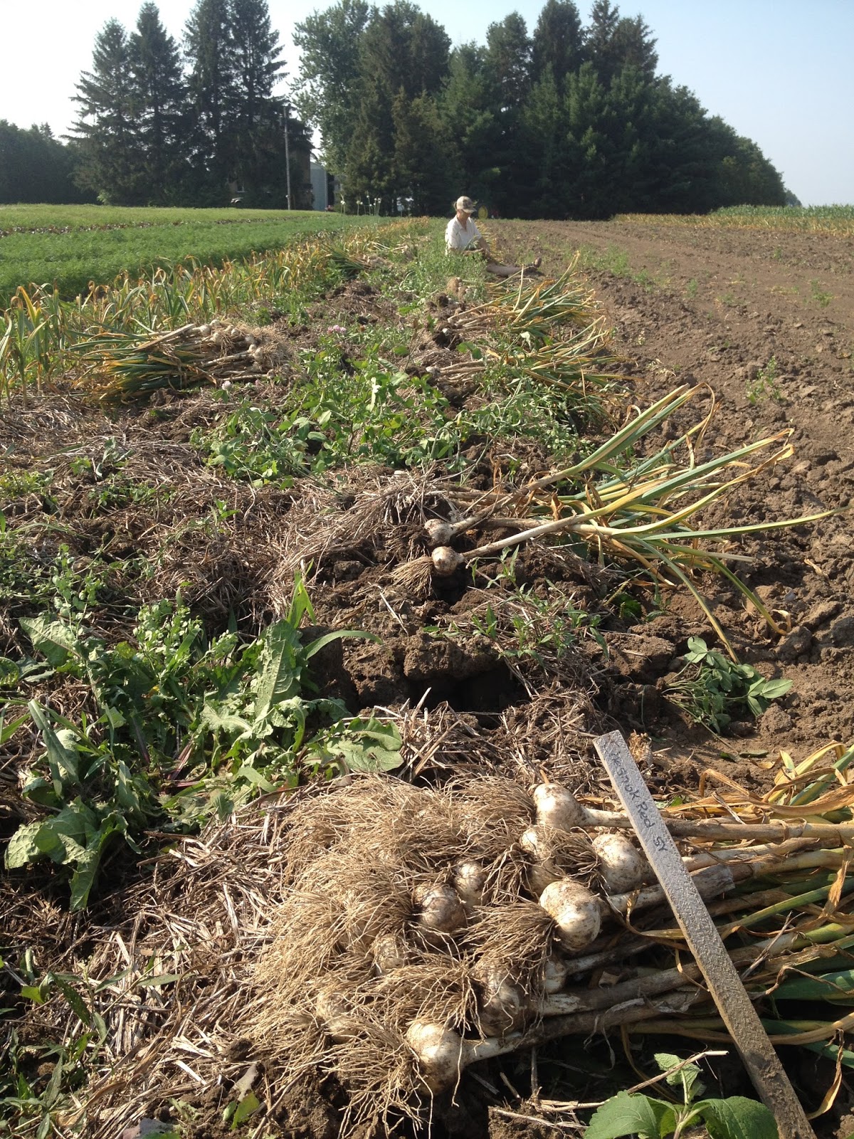 Growing Ontario Garlic Garlic Gallery