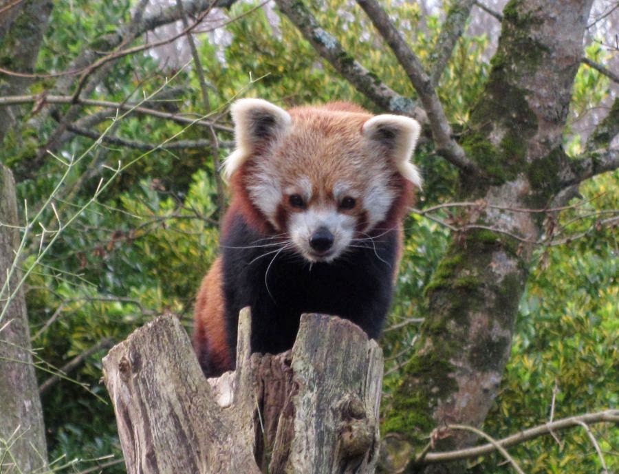 red panda Newquay Zoo