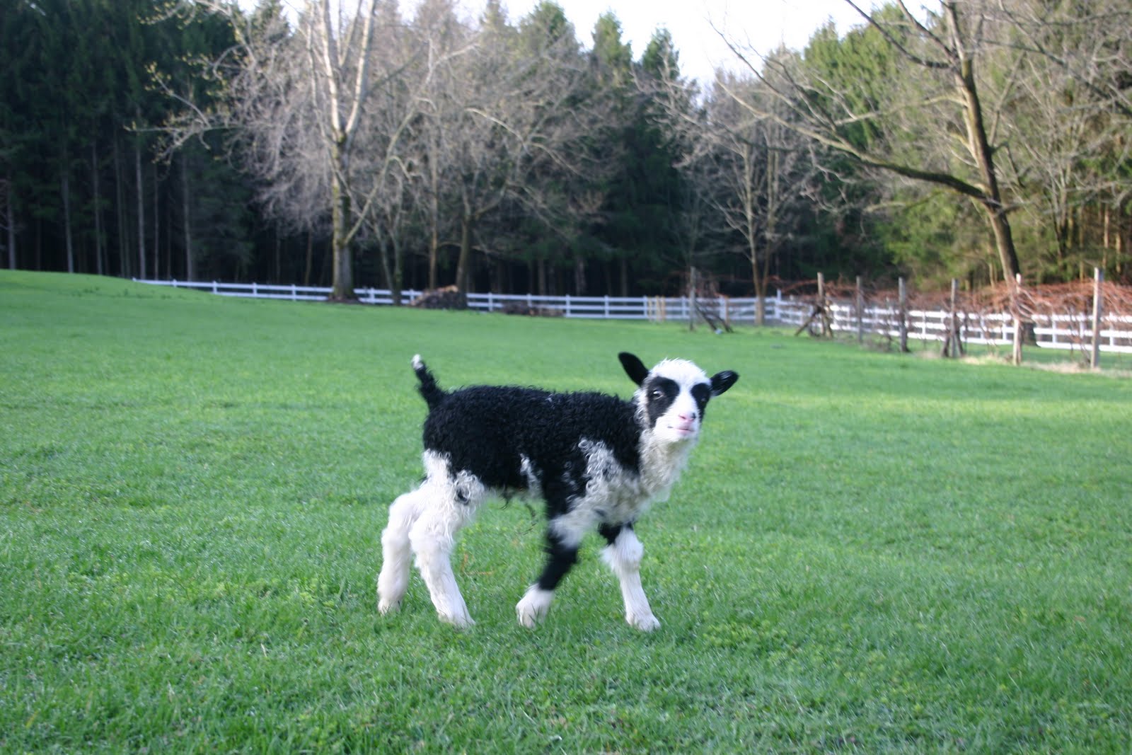 Bachar Farms Lambs For Sale