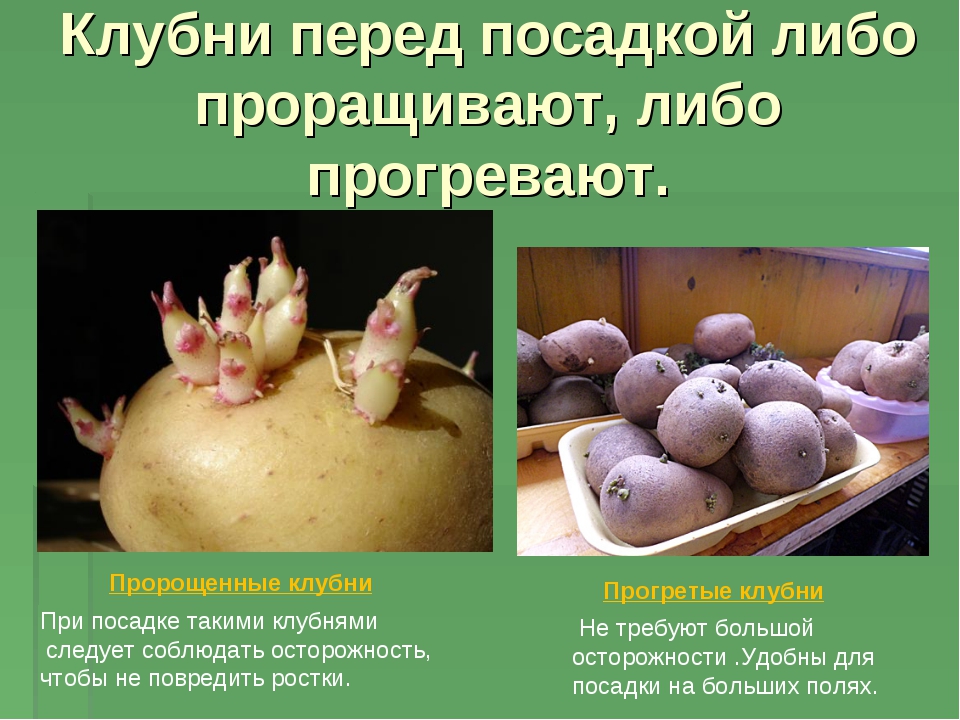 За сколько перед посадкой. Опыт с клубнем картофеля. Лабораторная клубень картофеля. Подготовка клубней картофеля к посадке. Прорастание картофеля.