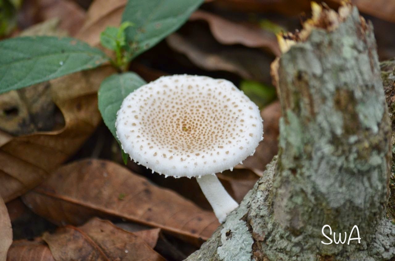 Tropical Biodiversity - Santarém - Pará - Brasil: Fungo
