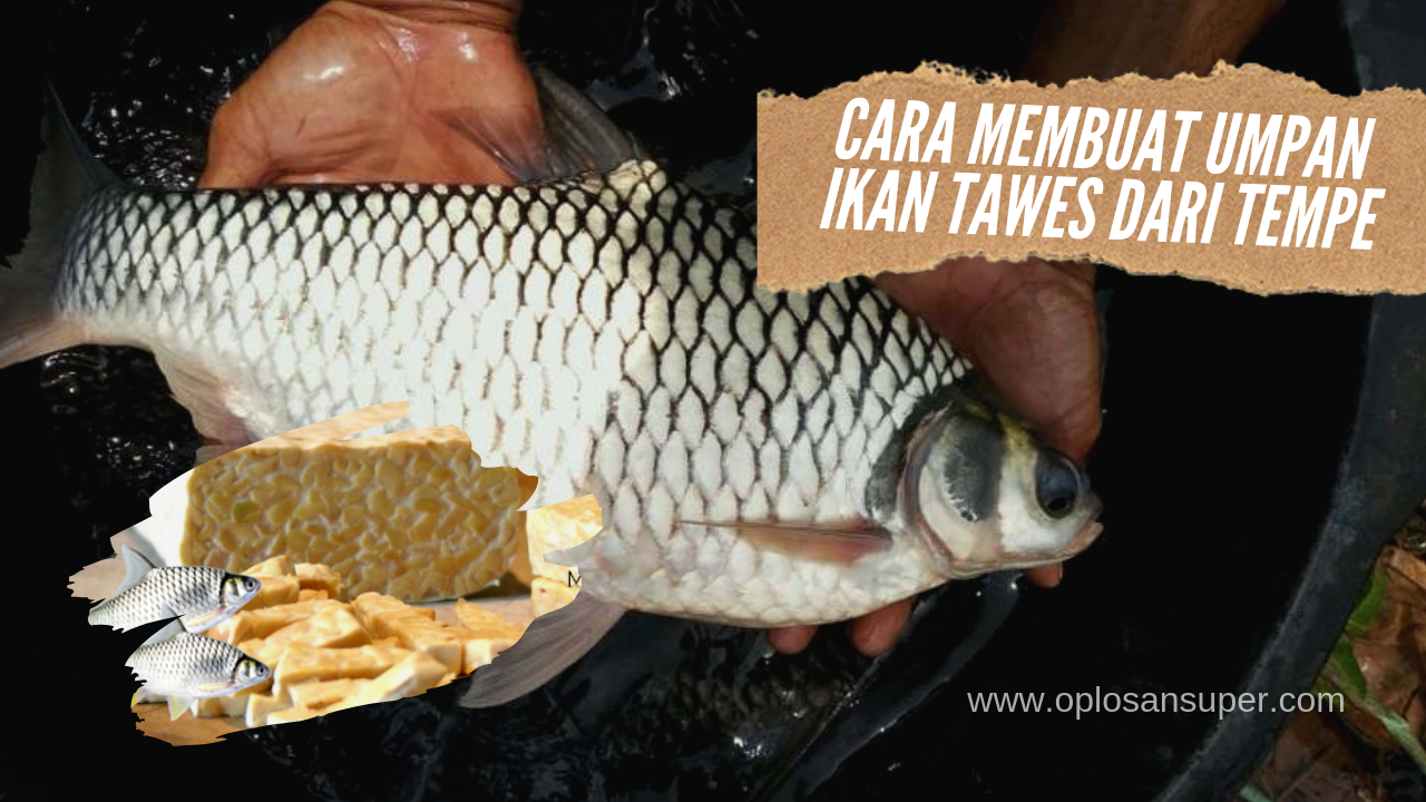 Cara Membuat Oplosan Essen Ikan Mas