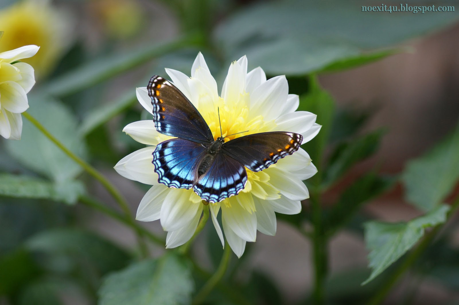 BUTTERFLY ON A FLOWER WALLPAPER (HD)