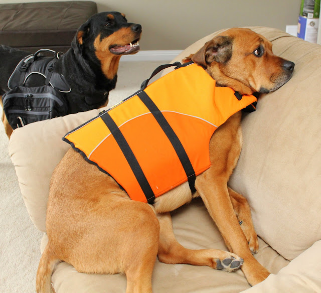 Canine Equipment Backpack Dog Lifejacket
