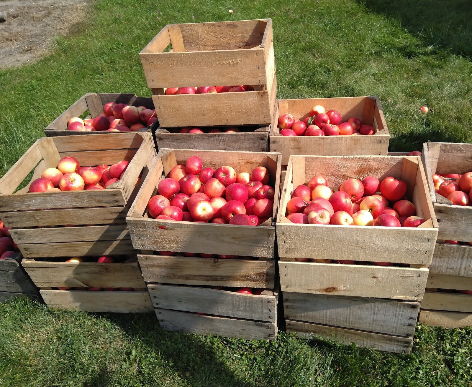 Organic SweeTango® Apples - Organic Produce