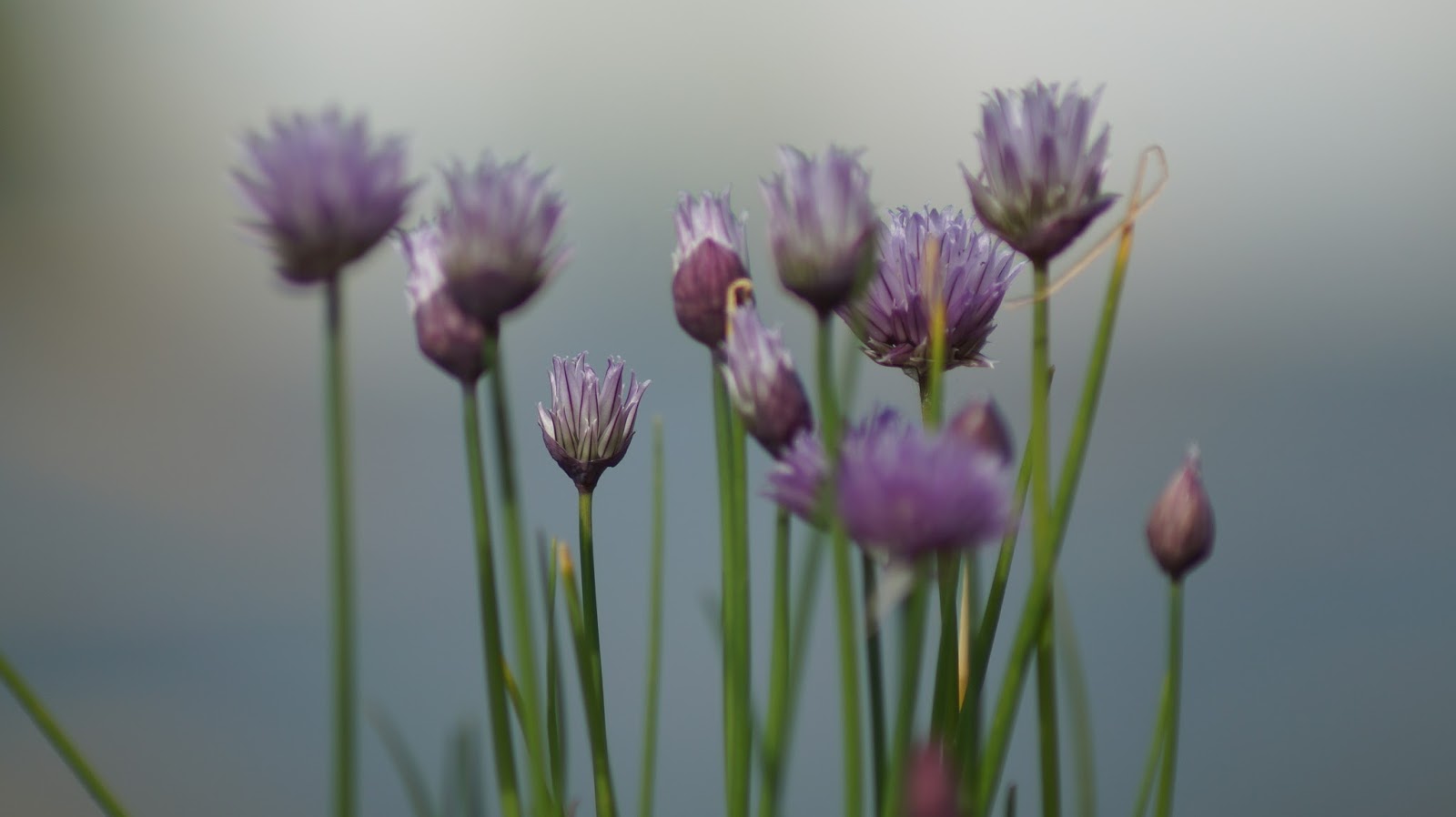 SchnittlauchblüTen Essig - Rezepte Suchen
