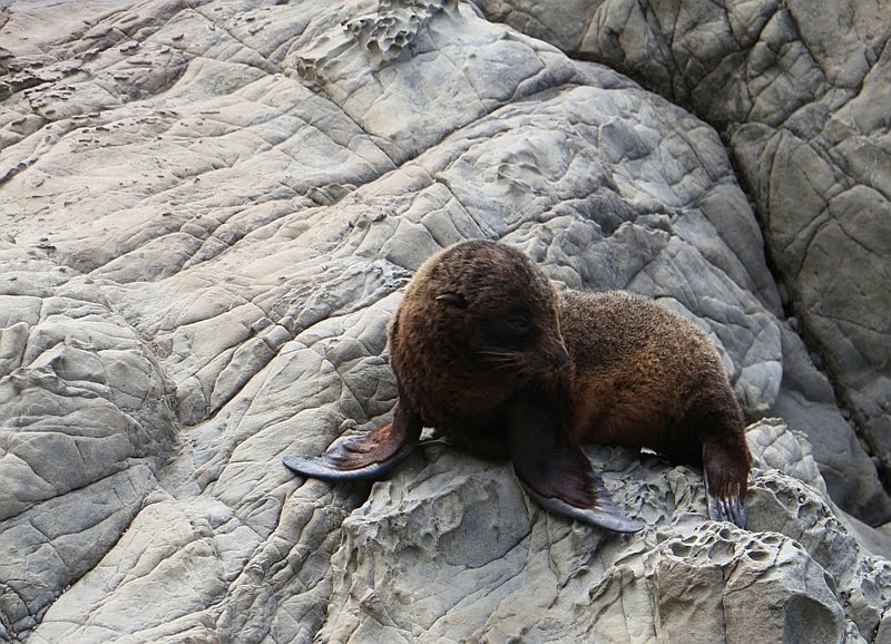 Ten noorden van Kaikoura