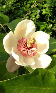Magnolia watsoni çiçeği, Magnoliids dalı içinde,Magnoliales takımı üyesi.