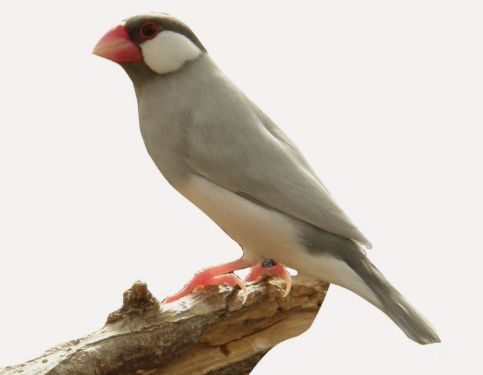 Le padda de java - Mutation et Génétique