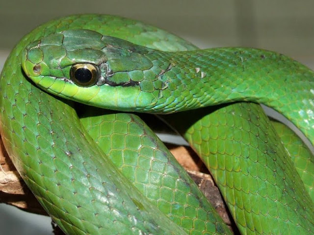 Biogil: CURIOSIDADES SOBRE AS COBRAS