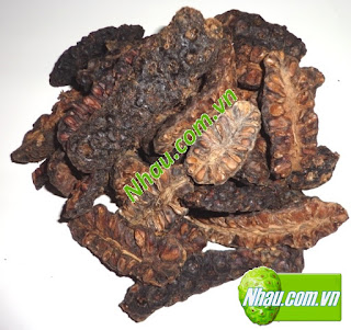 Trái Nhàu   Trị đau lưng, phong thấp, nhức mỏi xương khớp