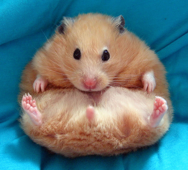 A Fat Hamster 79