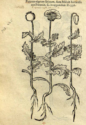 Papaver somniferum Lobel 1591