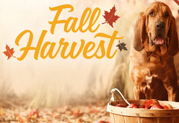 Hallmark Fall Harvest Movies Available on DVD