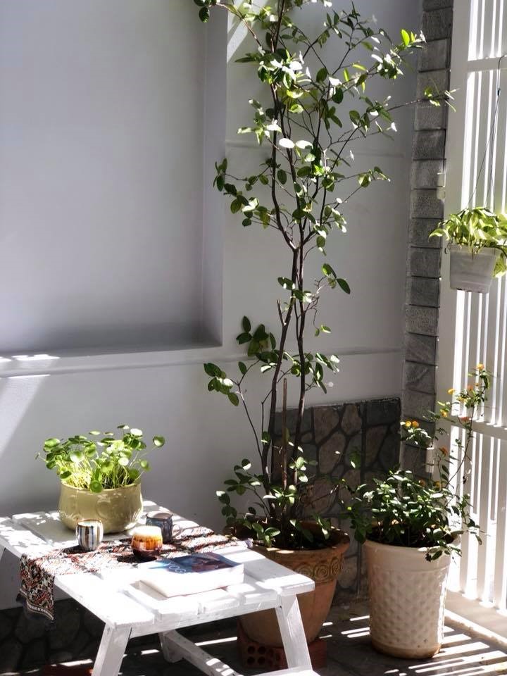 Houseplants Vũng Tàu homestay – Nơi nuôi dưỡng xúc cảm cho chuyến đi