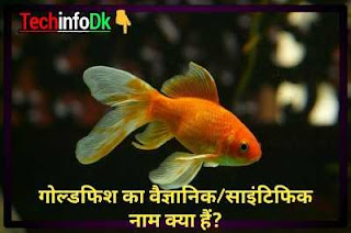 गोल्डफिश का वैज्ञानिक नाम क्या है goldfish ka scientific naam kya hai