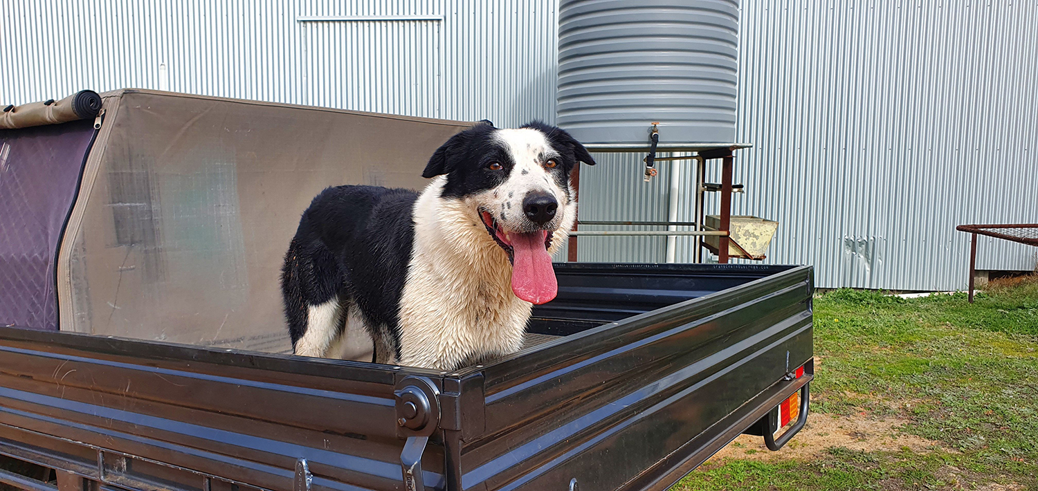 The 2020 Cobber Challenge Kicks Off Today Australian Dog Lover