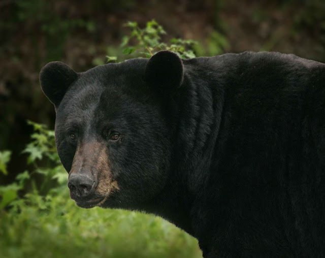 Kaliforniya genç kara ayılarındaki (Ursus Americanus) gizemli bir nörolojik hastalık, ayıların insanlarla dostça ve evcil köpekler gibi davranmasına neden oluyor.