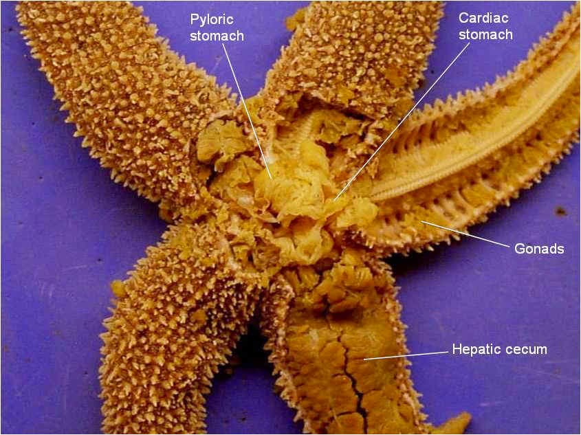 Theories of a Vegetarian Zoologist: Dissection
